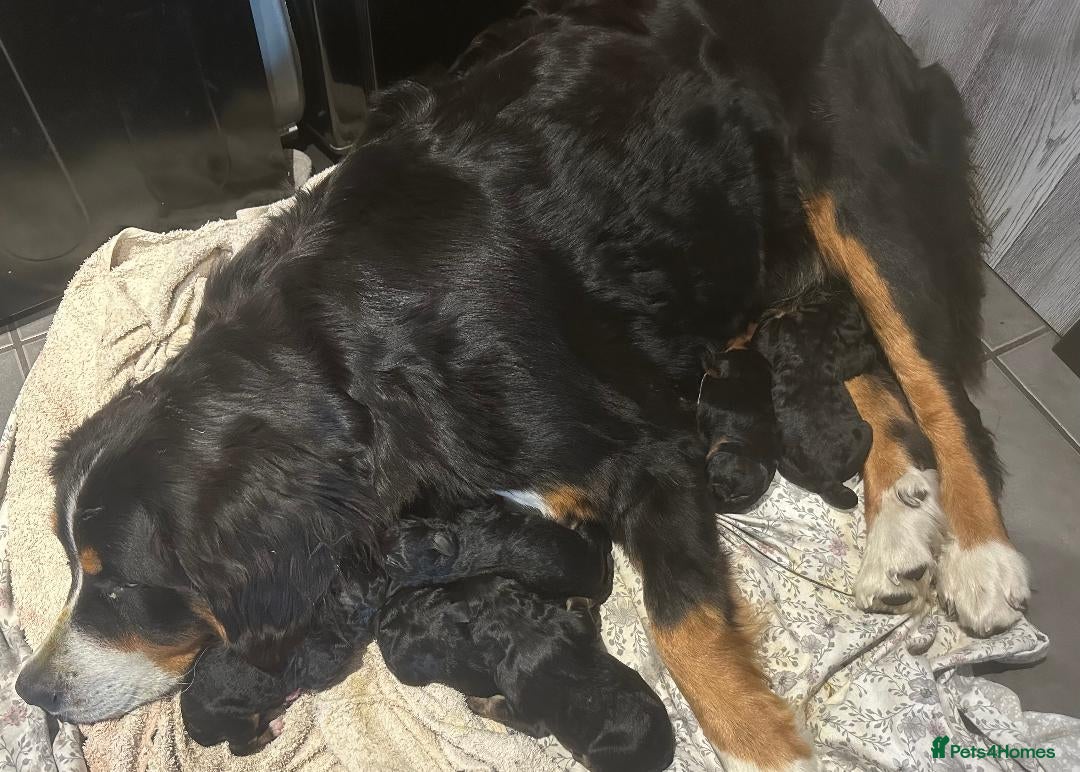 Bernedoodle dogs for sale: F1 STANDARD BERNADOODLE BOY AND GIRL AVAILABLE - Image 9