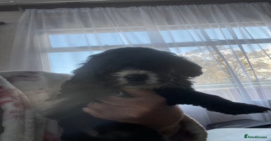 Cavapoo dogs - Advert 2