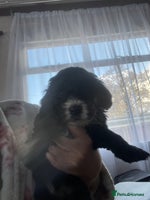 Cavapoo dogs - Advert 6