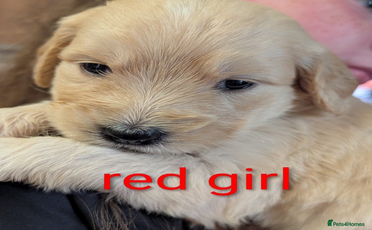 Goldendoodle dogs - Advert 2