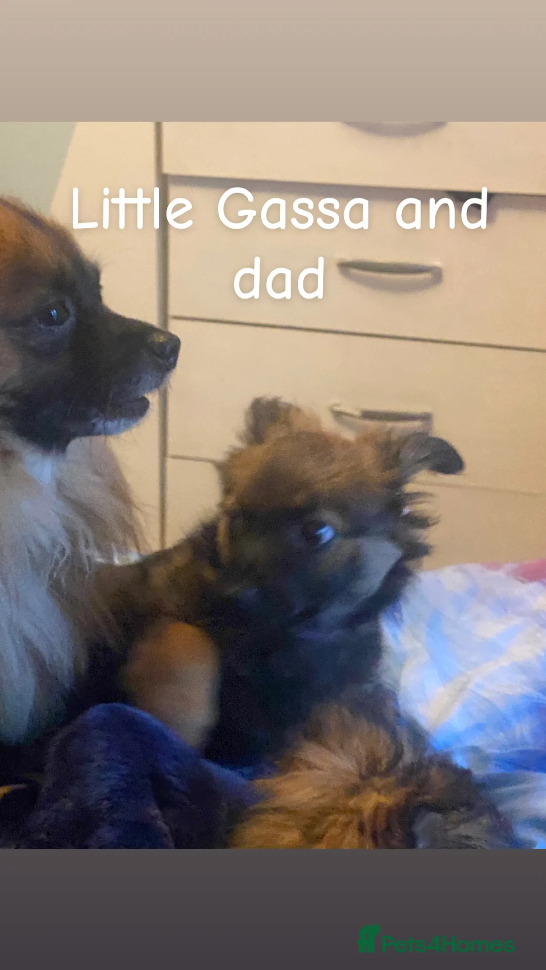 Mixed Breed dogs for sale: Maltipom puppies are now ready for new homes - Advert 18