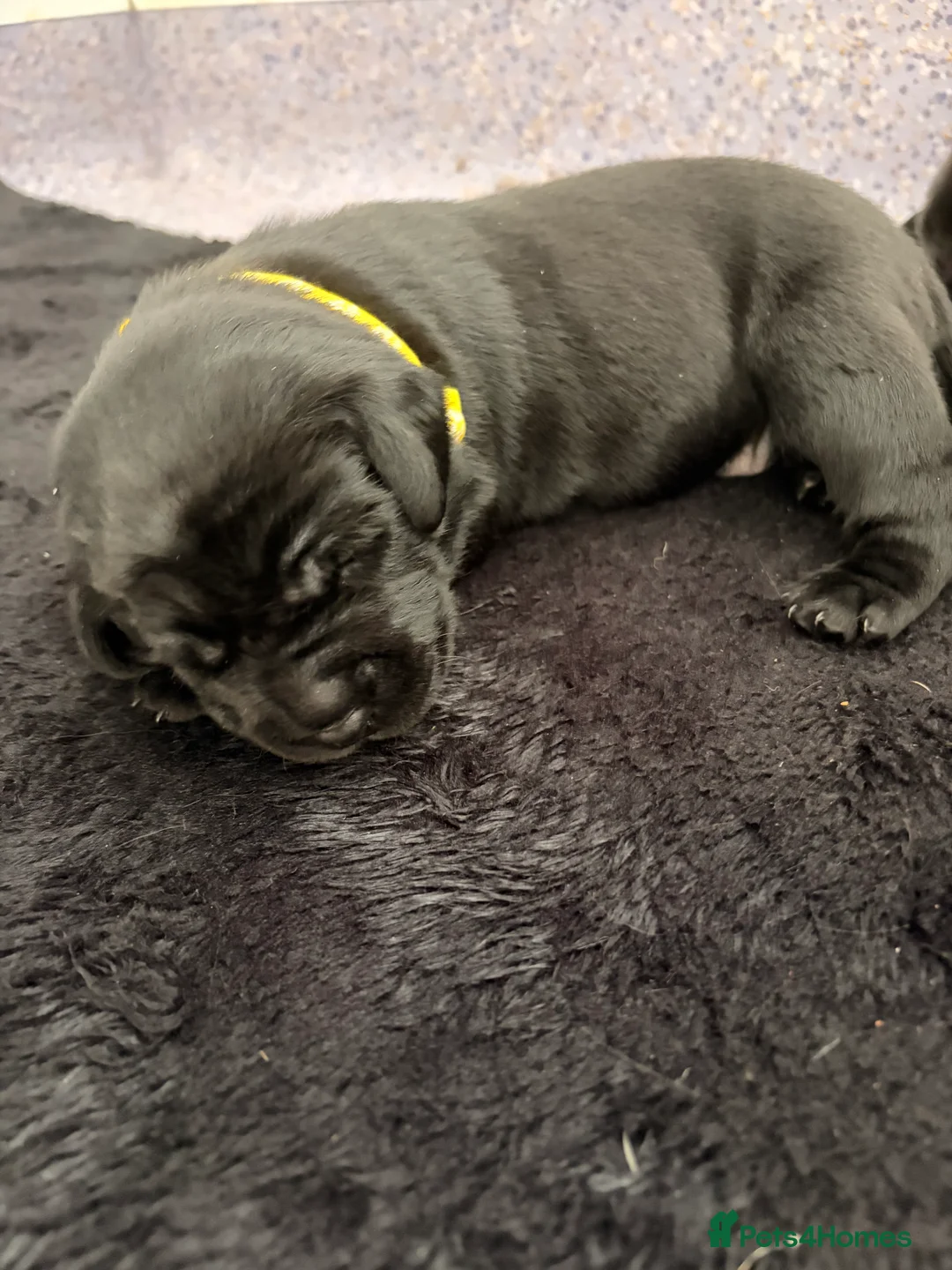Labrador Retriever dogs for sale: Labrador puppies - Advert 2