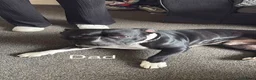 Staffordshire Bull Terrier dogs for sale: Beautiful Staffordshire bull terrier pups - Advert 12