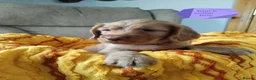 Cocker Spaniel dogs for sale: KC reg show type cocker spaniel pups for sale  in Dungannon - Advert 7