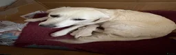 Golden Retriever dogs for sale: Cream kennel club registered bitch puppy  - Advert 4