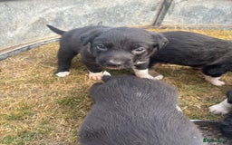 Mixed Breed dogs for sale: Beautiful Huntaway x Collie pups  - Image 35