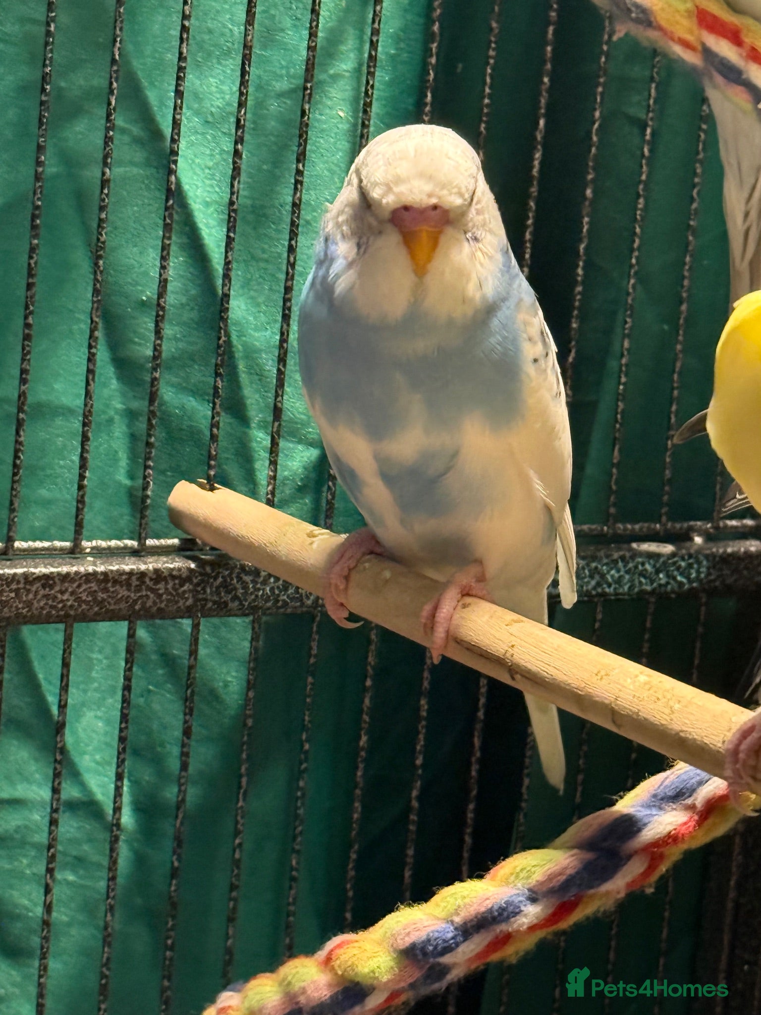 Budgerigars birds Budgies available male&females runcorn area   - Advert 2