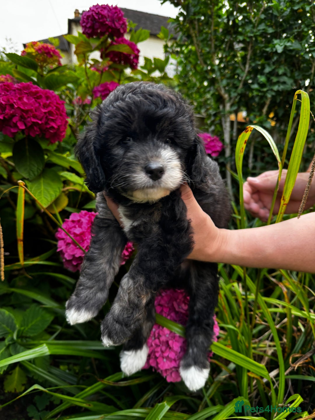 Labradoodle dogs for sale: One beautiful F1B Labradoodle puppy left!  - Image 6