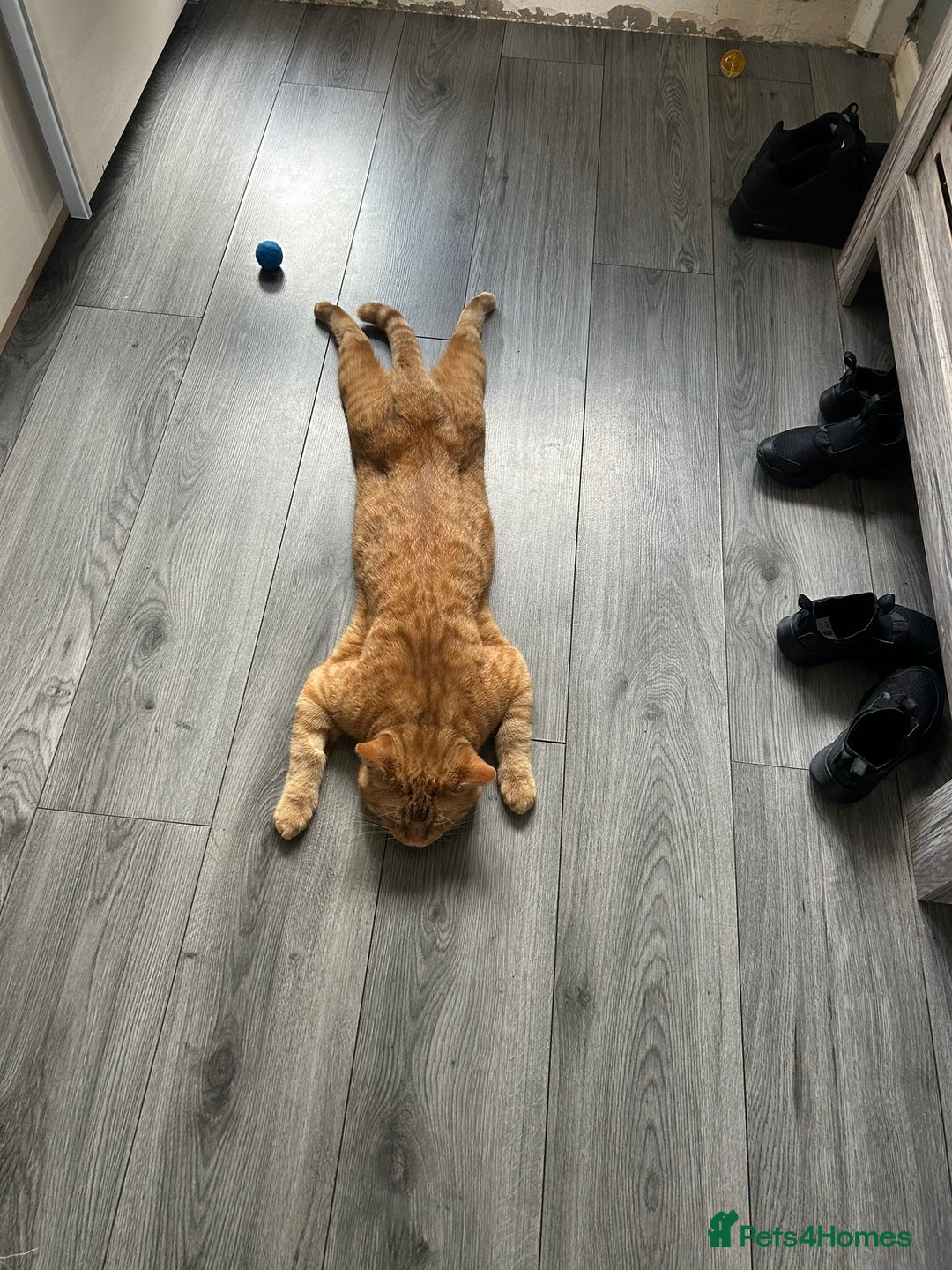 Mixed Breed cats for sale: Large male - Image 2