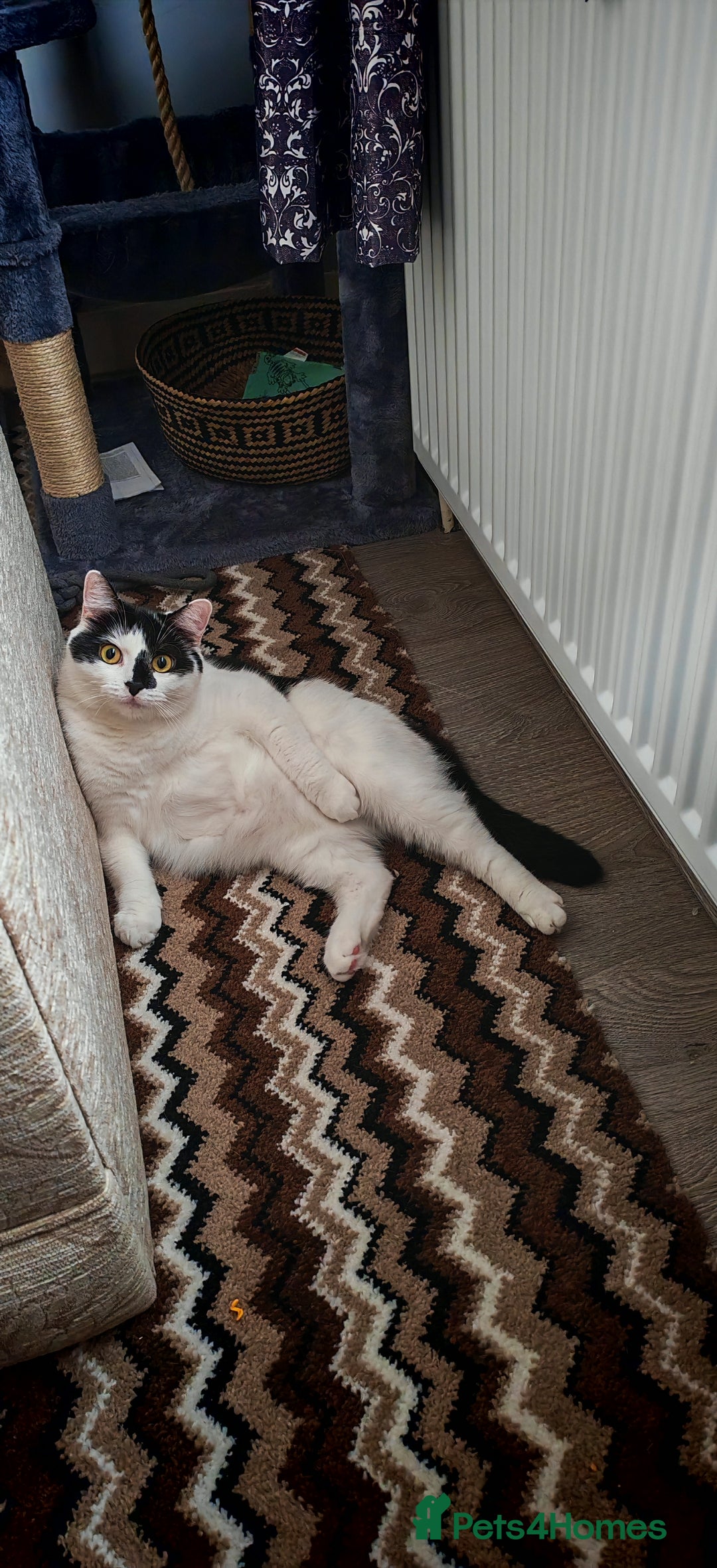 Domestic Shorthair cats for sale: Cat looking for new home - Image 8