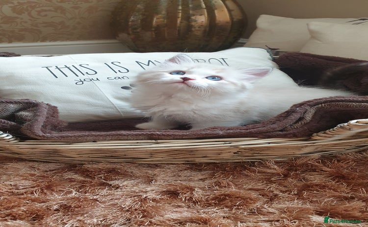 Ragdoll cats - Advert 16