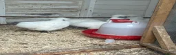 Chickens poultry for sale: White silkie pullets  - Advert 4