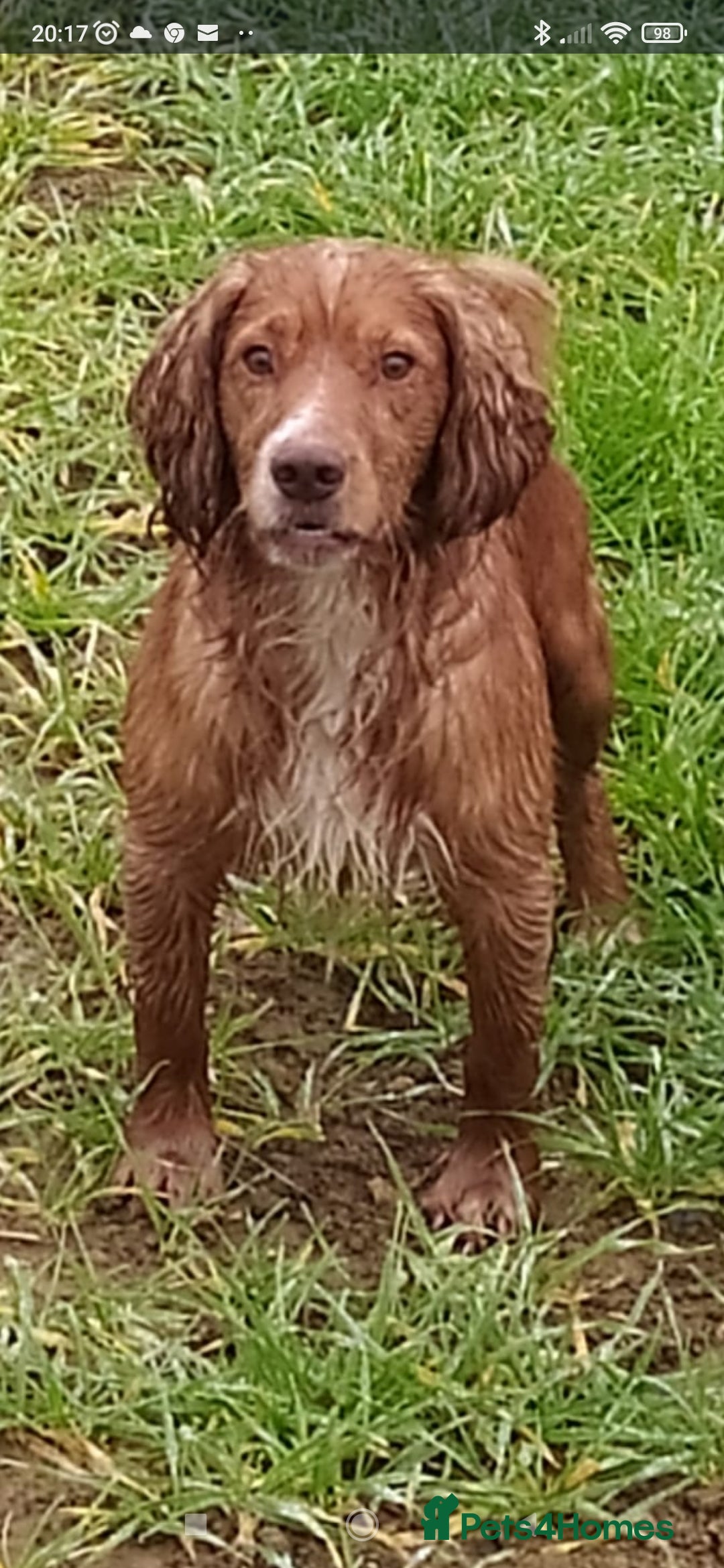 Cocker Spaniel dogs for stud: STUD working cocker (PROVEN) HEALTH TESTED! in Sutton-in-Ashfield - Advert 5
