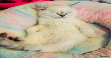 Scottish Fold cats - Advert 11