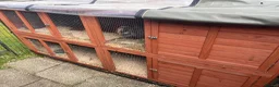 Mini Lop rabbits for sale: Belle and Fudge in Goole - Advert 2
