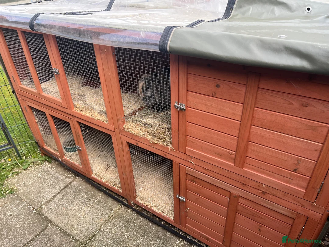 Mini Lop rabbits for sale: Belle and Fudge in Goole - Advert 2