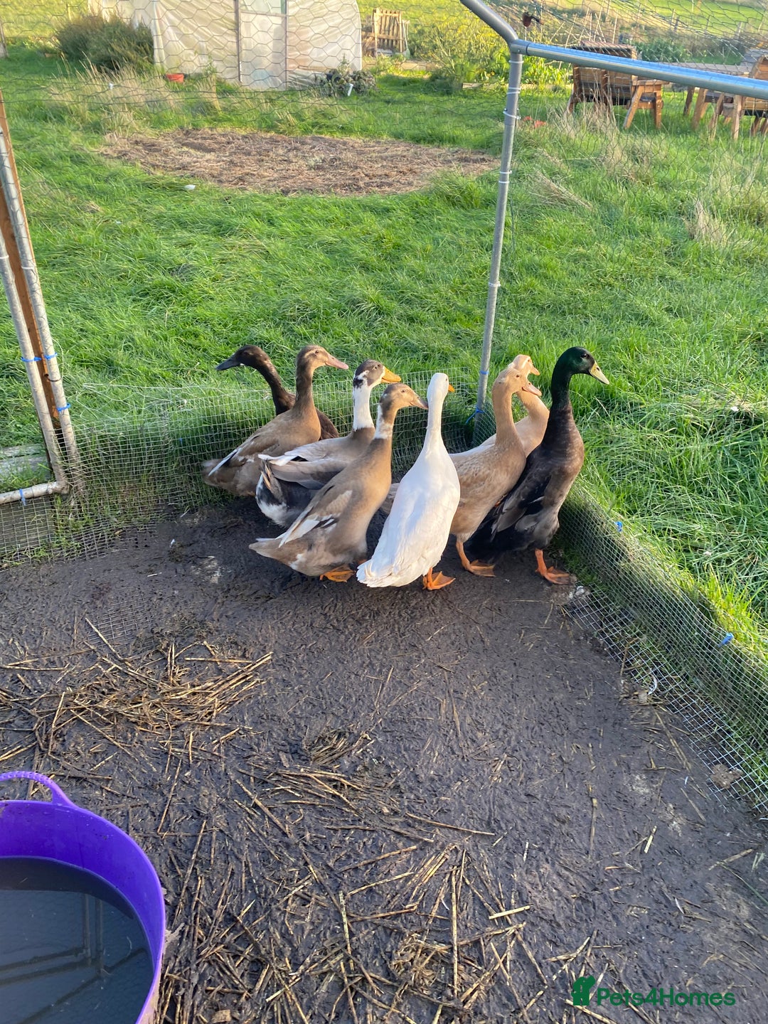 Ducks poultry for sale: 8 Indian Runner Ducks  - Image 2