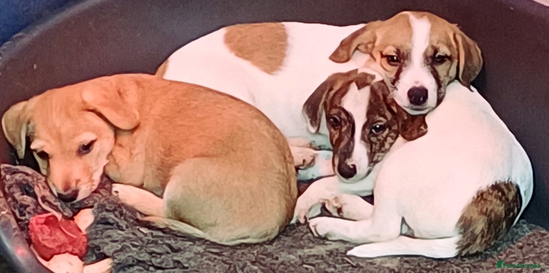 Jack Russell dogs for sale: Adorable Jack Russel Puppies  - Image 1