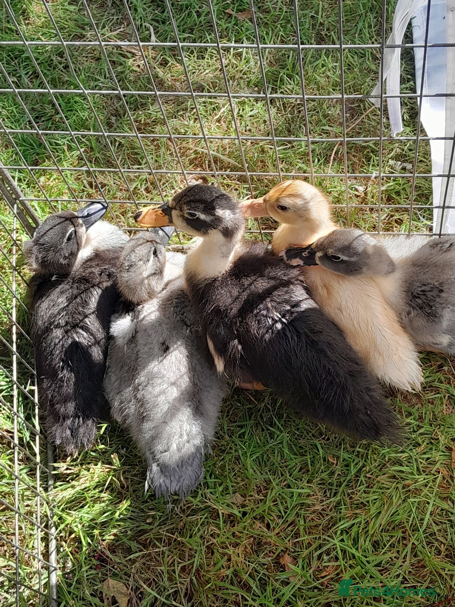 Ducks poultry 5 little ducklings crested runner cross call duck - Advert 13