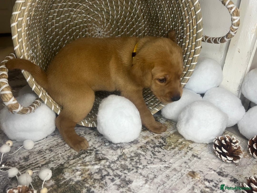 Labrador Retriever dogs for sale: Champion line KC reg dark Red Fox Yellow Labrador  - Advert 24