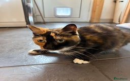 Mixed Breed cats for sale: Mixed breed cat - Image 1