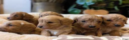 Cavapoo dogs for sale: ⭐⭐⭐⭐⭐ F1 Cavapoo puppies Health tested parents.  - Advert 5