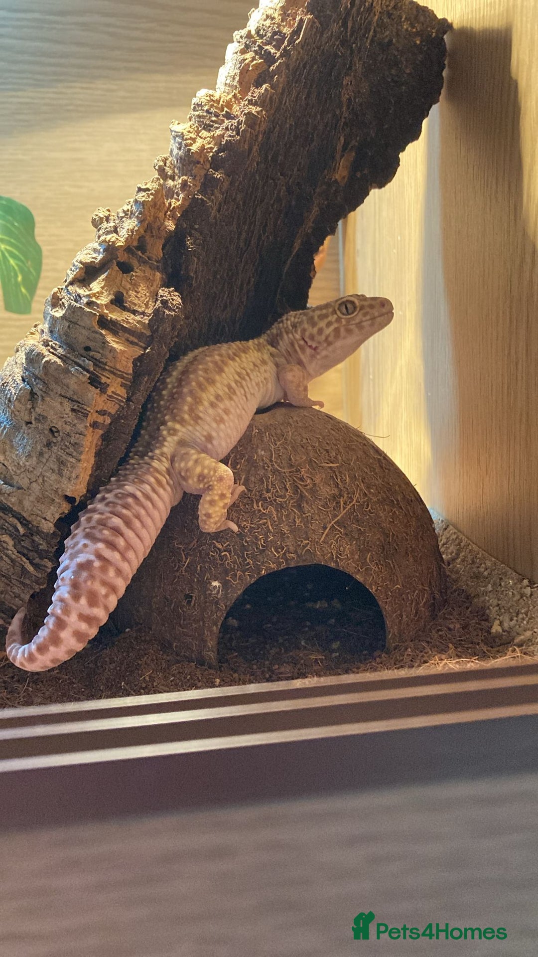 Leopard Gecko reptiles for sale: One leopard gecko for sale with enclosure - Image 6
