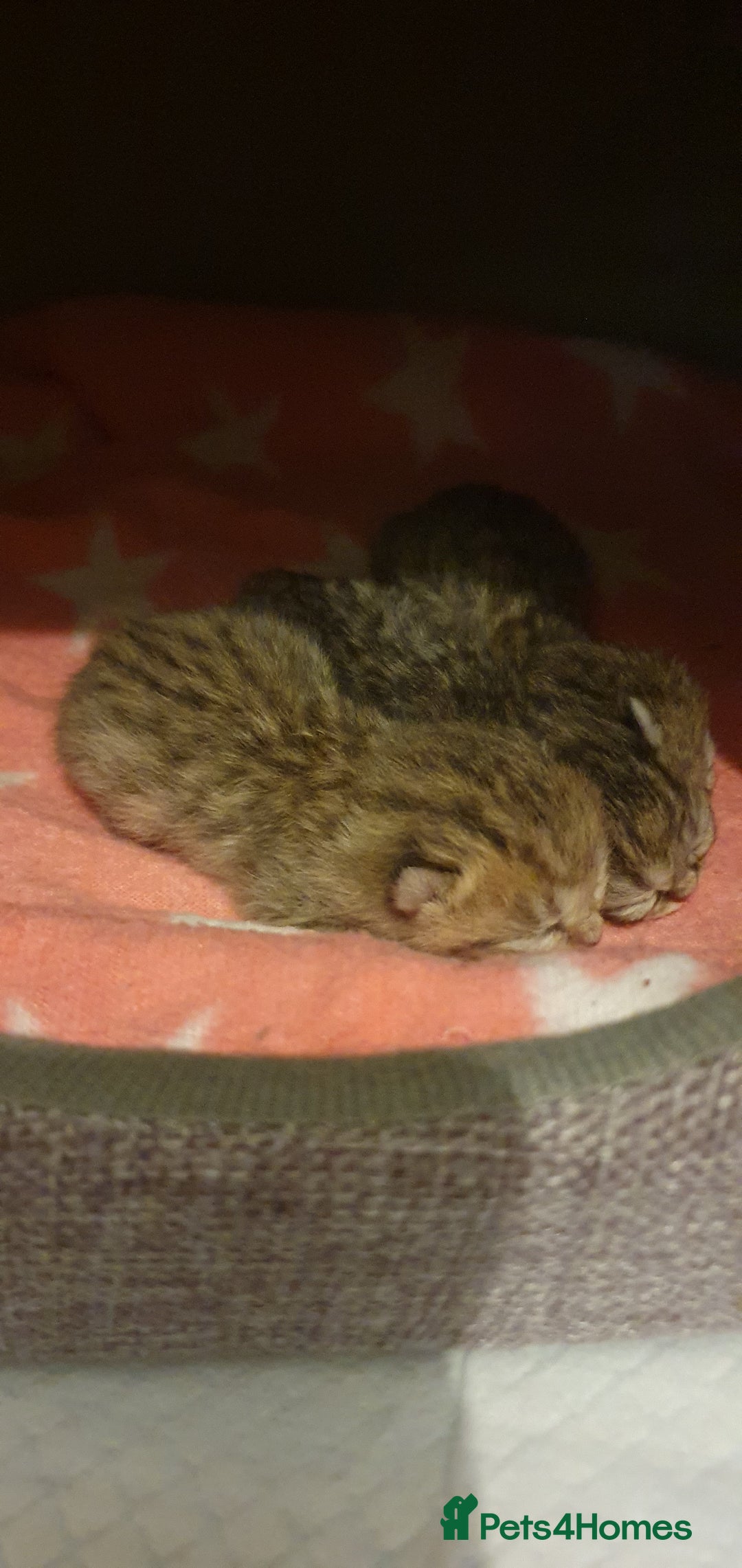 British Shorthair cats for sale: British Shorthair Black and Brown Golden Tabby ✨️  - Advert 3