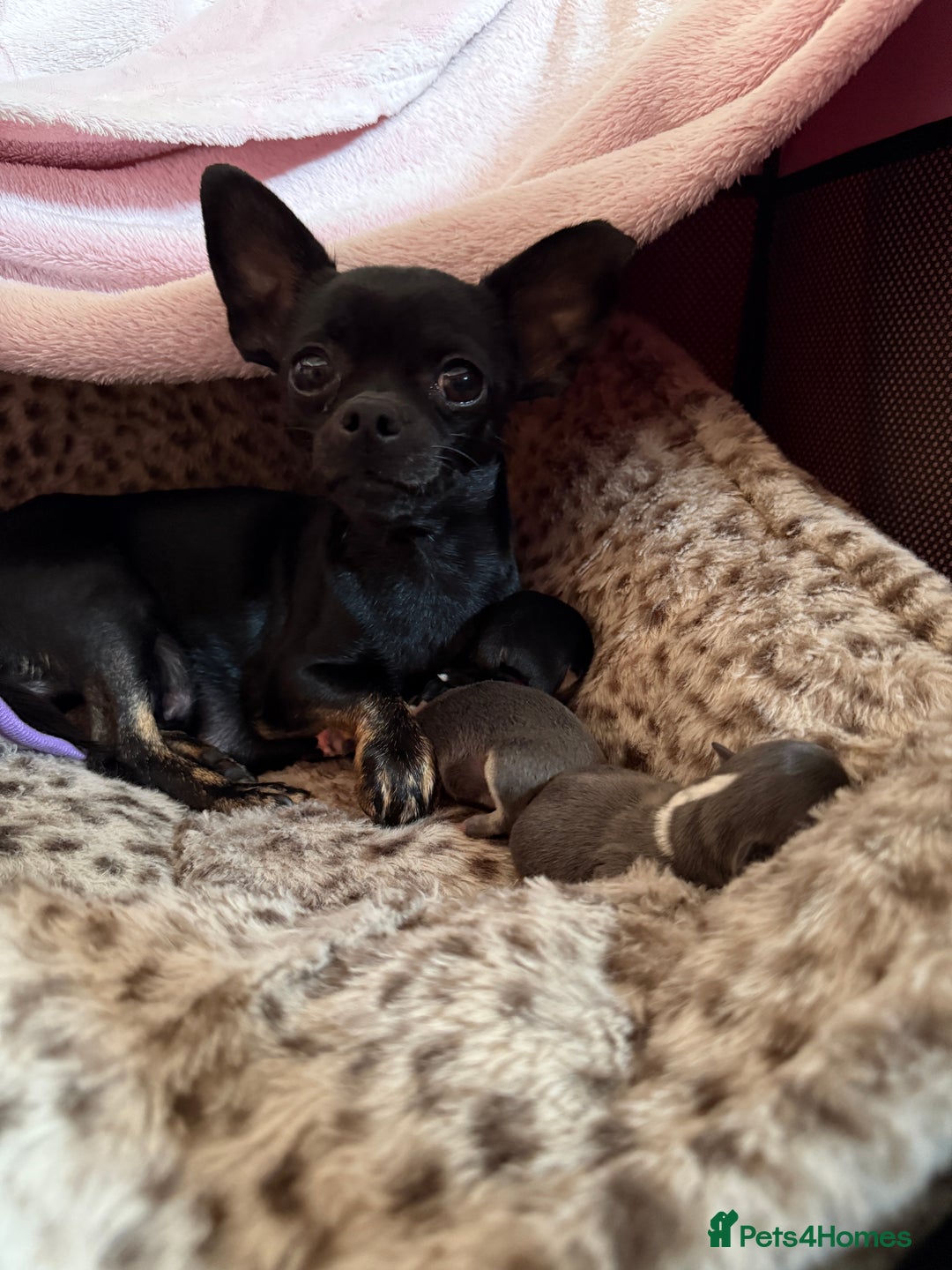Chihuahua dogs for sale: Beautiful chihuahua Pups for sale  - Image 6
