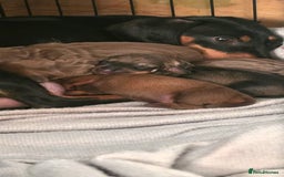 Dachshund dogs for sale: Dachshund  - Image 9
