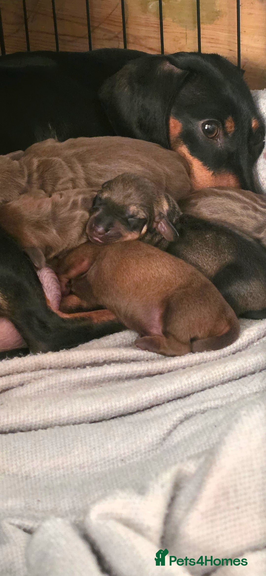 Dachshund dogs for sale: Dachshund  - Image 9