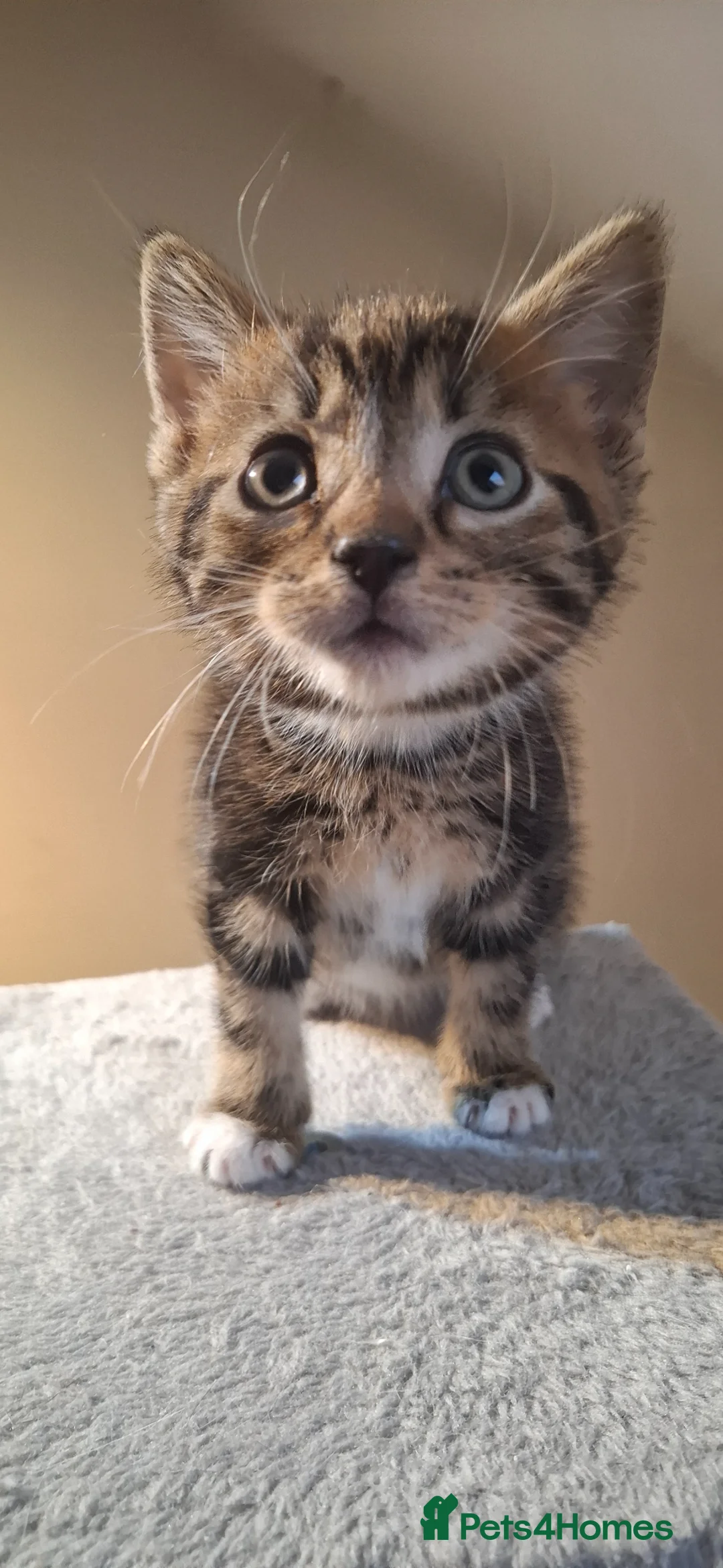 Mixed Breed cats for sale: Kitten boy  - Advert 2