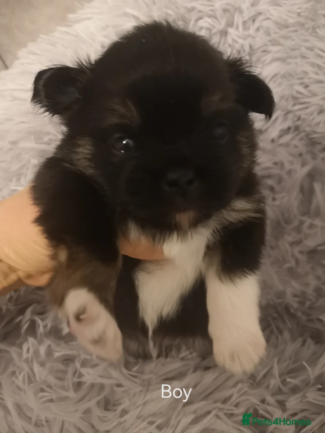 Chihuahua dogs for sale: Long haired chihuahua puppies - Advert 3