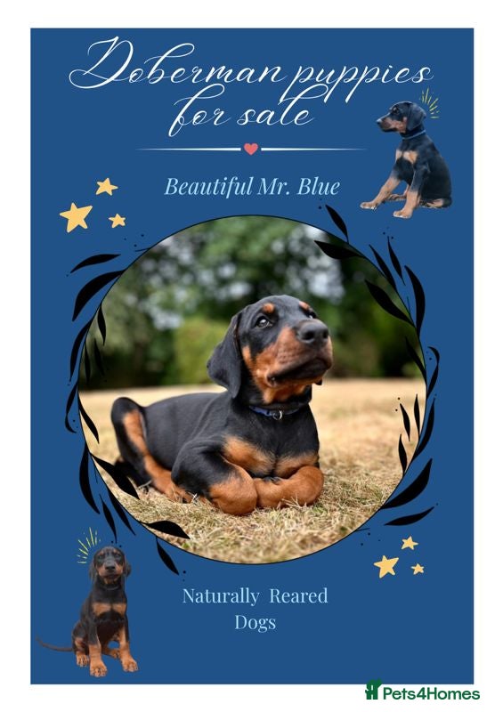 Dobermann dogs for sale: Mr Blue- A truly Free Range Doberman - Advert 1