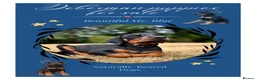 Dobermann dogs for sale: Mr Blue- A truly Free Range Doberman - Advert 1
