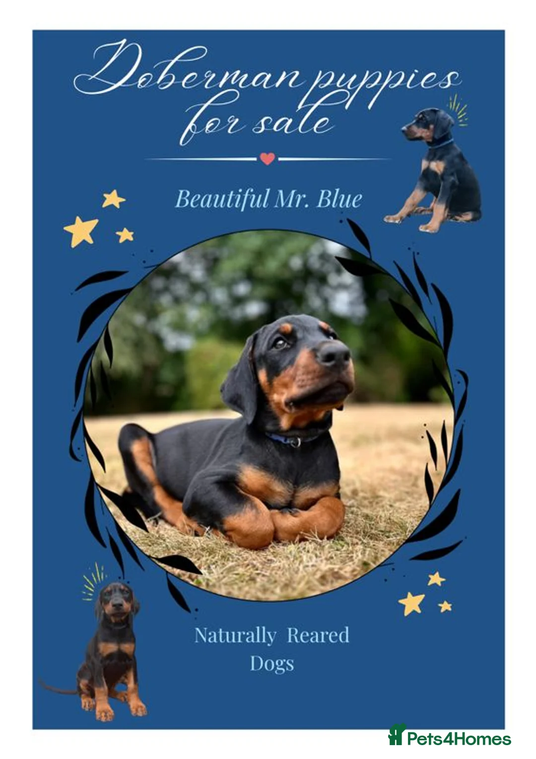 Dobermann dogs for sale: Mr Blue- A truly Free Range Doberman - Advert 1
