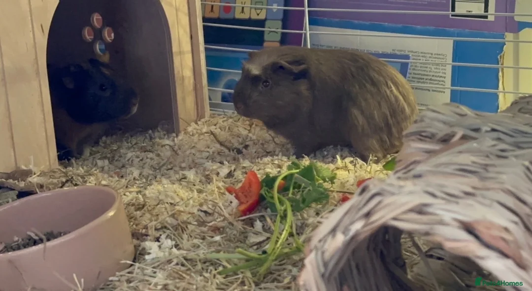 Guinea Pig rodents for sale: Two guinea pigs with enclosure and accessories in Slough - Advert 1