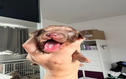 Miniature Dachshund dogs for sale: 4 miniature dachshunds  - Image 7