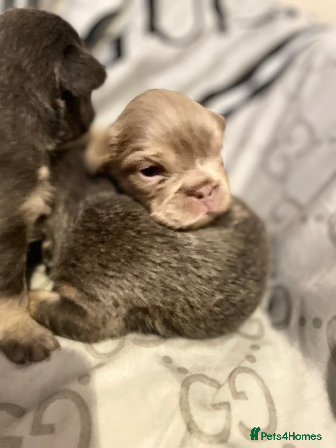 French Bulldog dogs for sale: 🩷🐶🐾6 Adorable fluffy French bulldogs 🩷🐶🐾 - Advert 14