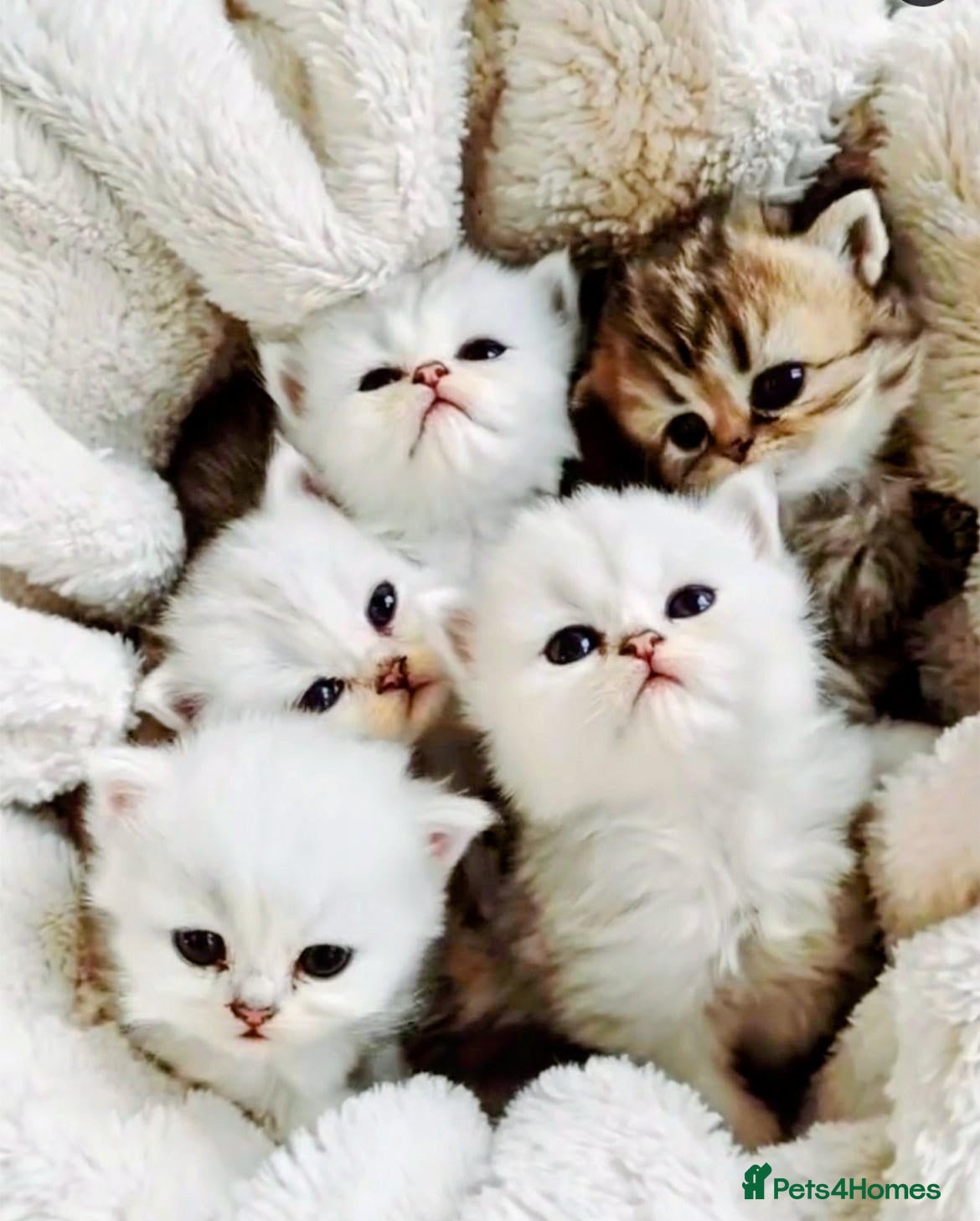 Persian cats Persian kittens  - Advert 8