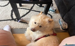 Mixed Breed dogs for sale: Beautiful Samoyed x Chow Chow - Image 7