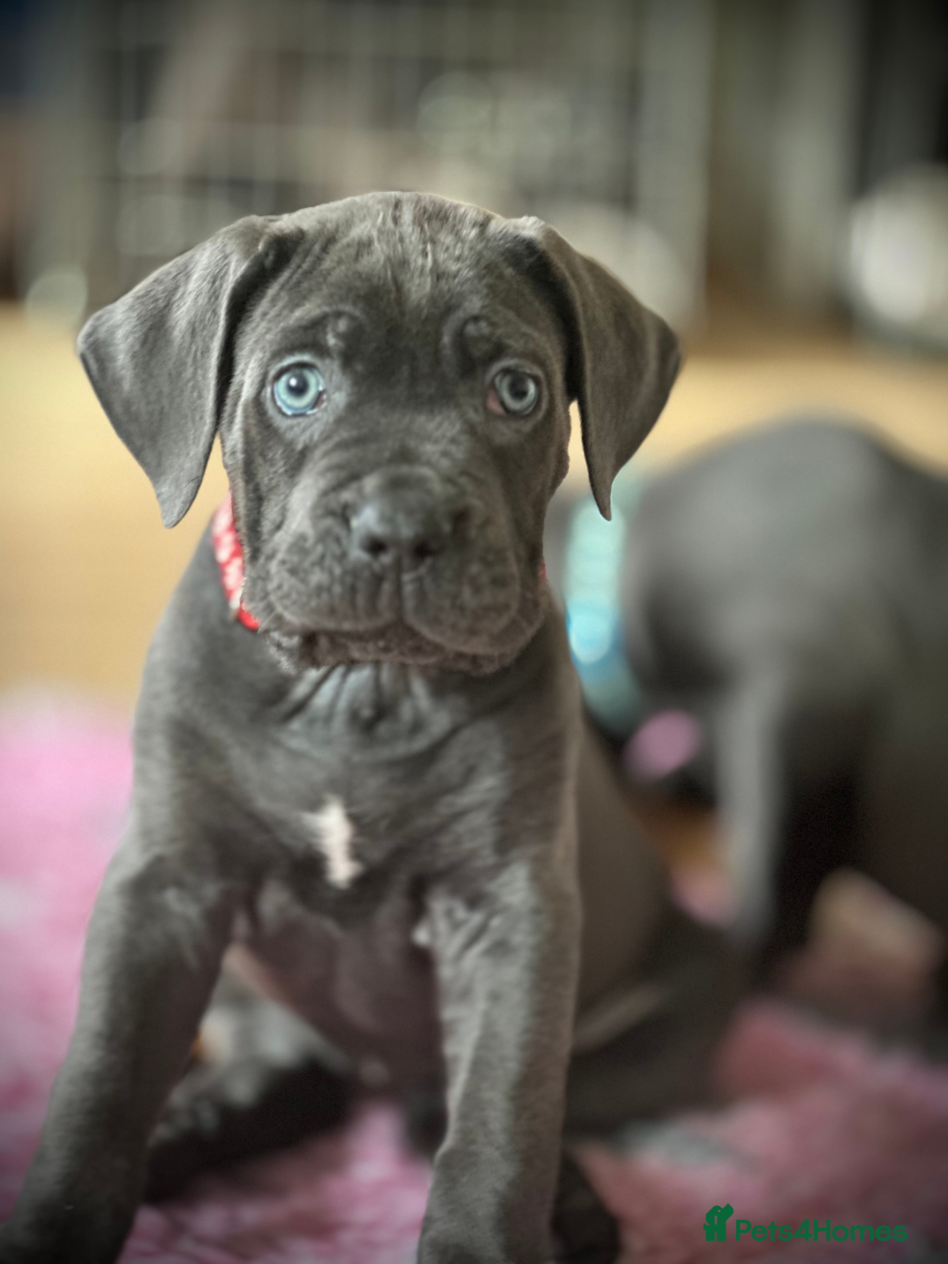 Cane Corso dogs Balestra Magica Corso IKC/FCI  - Advert 16