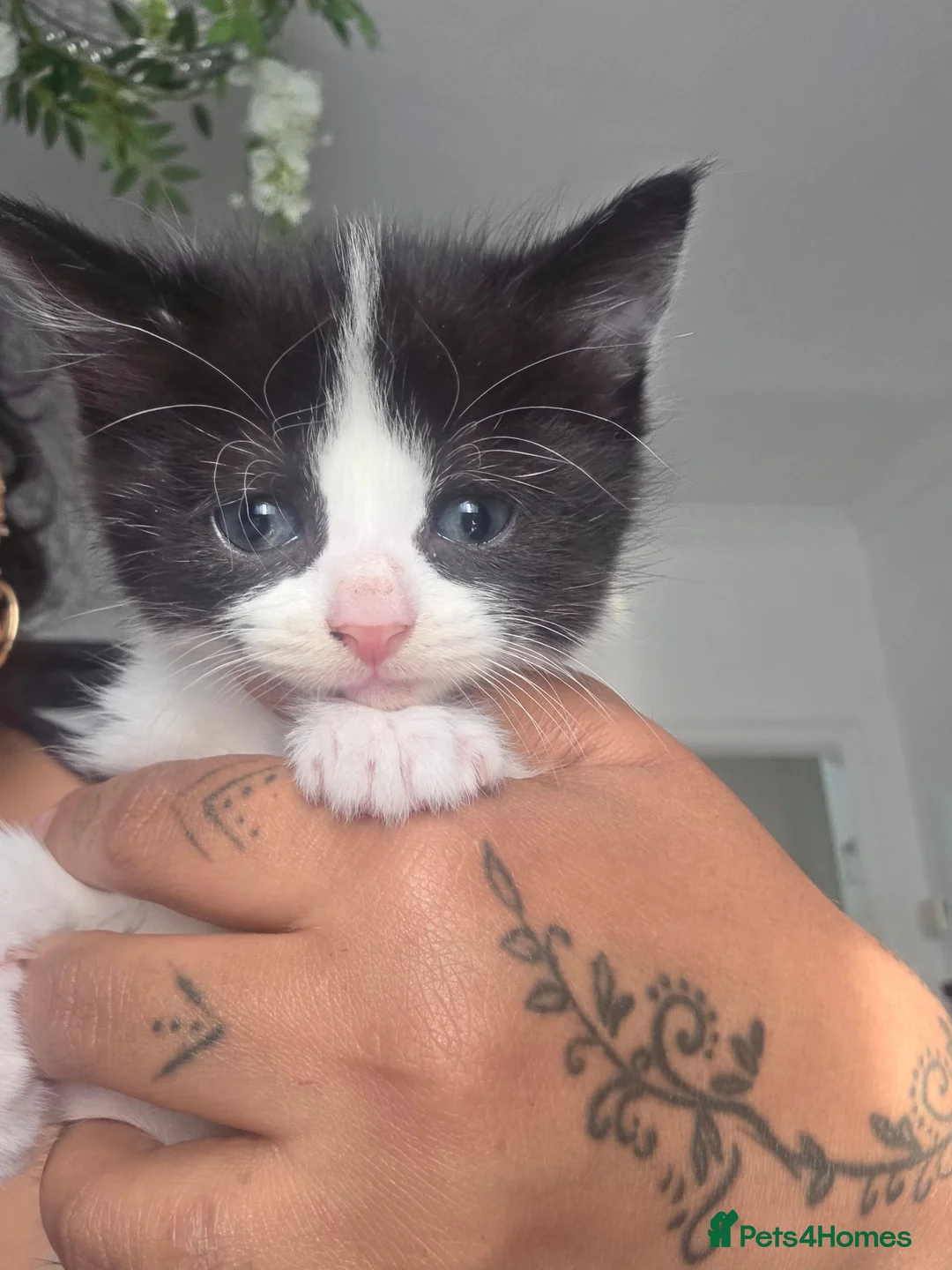 Siberian cats for sale: Two females 5 weeks old  in Huddersfield - Advert 1