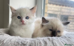 Ragdoll cats for sale: 💞 Beautiful Pure Ragdolls 💞 - Image 2