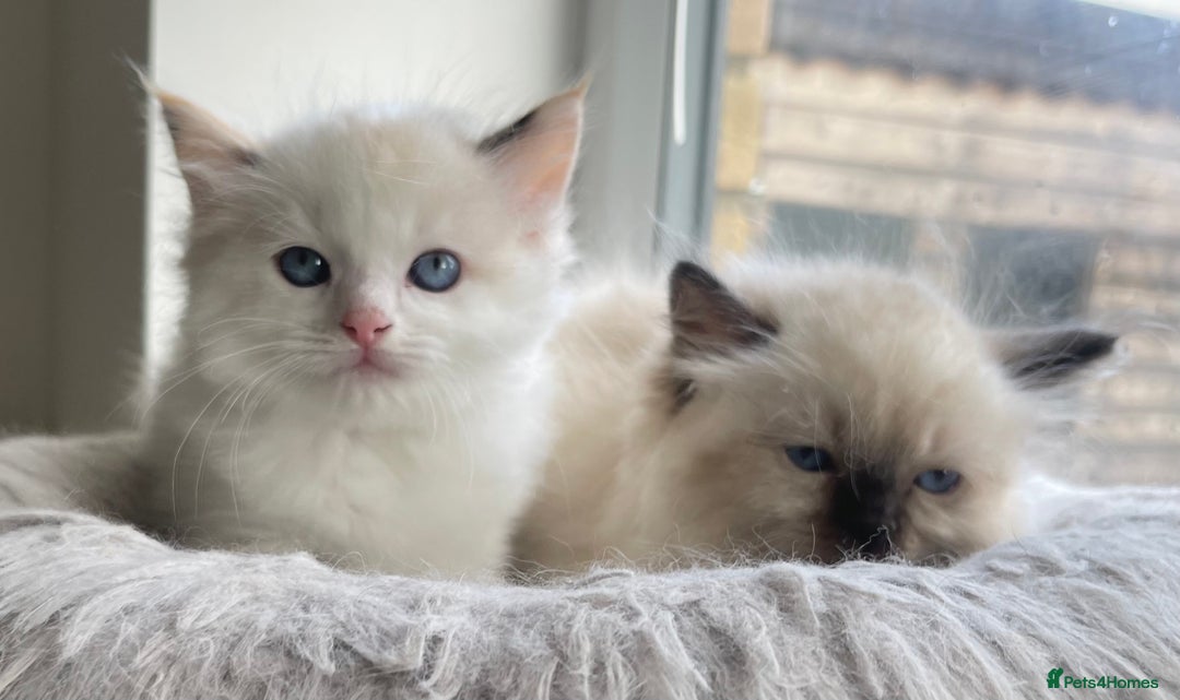 Ragdoll cats for sale: 💞 Beautiful Pure Ragdolls 💞 - Image 2