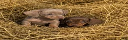 Miniature Dachshund dogs for sale: Miniature dachshund - Advert 8