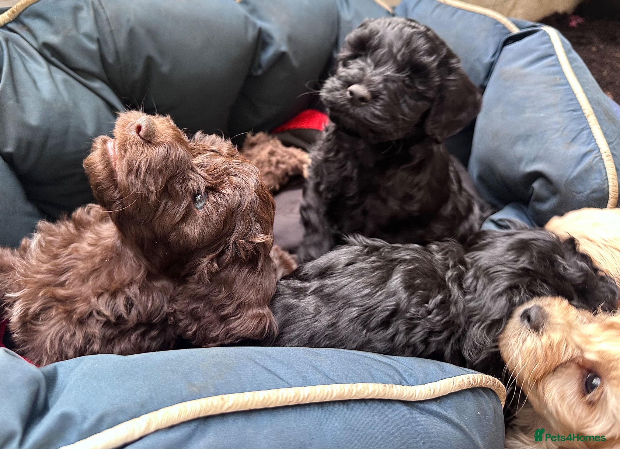 Cockapoo dogs F2 Cockapoo Puppies - Advert 12