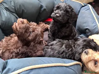 Cockapoo dogs F2 Cockapoo Puppies - READY TO LEAVE - Advert 2