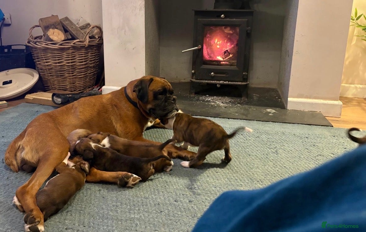 Boxer dogs KC Registered Boxer Puppies - Advert 1