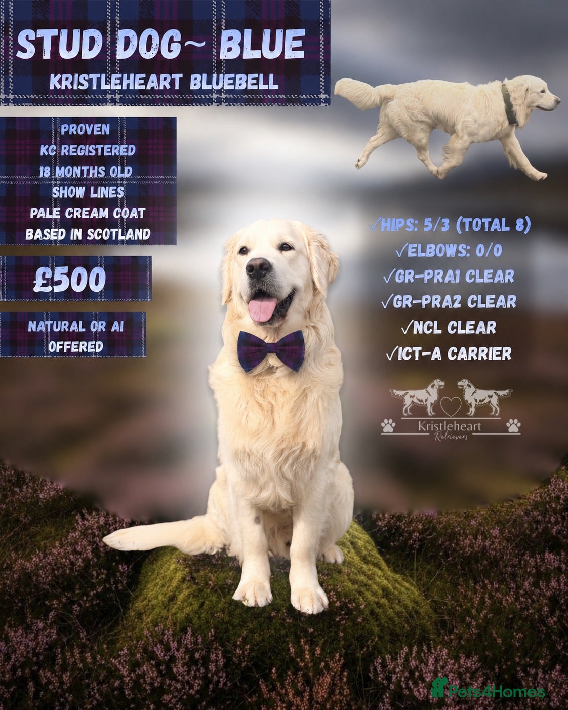 Golden Retriever dogs KC GOLDEN RETRIEVER ⭐️STUD⭐️ - Advert 3